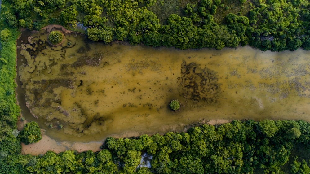 aerial photography of body of water surrounded by trees