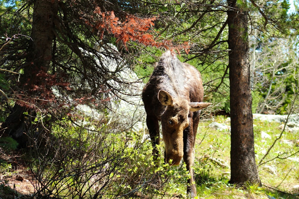 brown animal standing near trees and grass during daytime