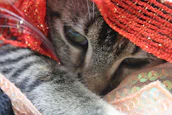 Close-up of a cat dressed in a colorful, hand-stitched outfit with playful patterns.