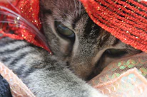 Close-up of a cat dressed in a vibrant, custom-made garment, looking curious and stylish.