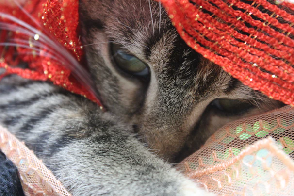 A close-up of a cat's outfit showing detailed embroidery and soft textures.