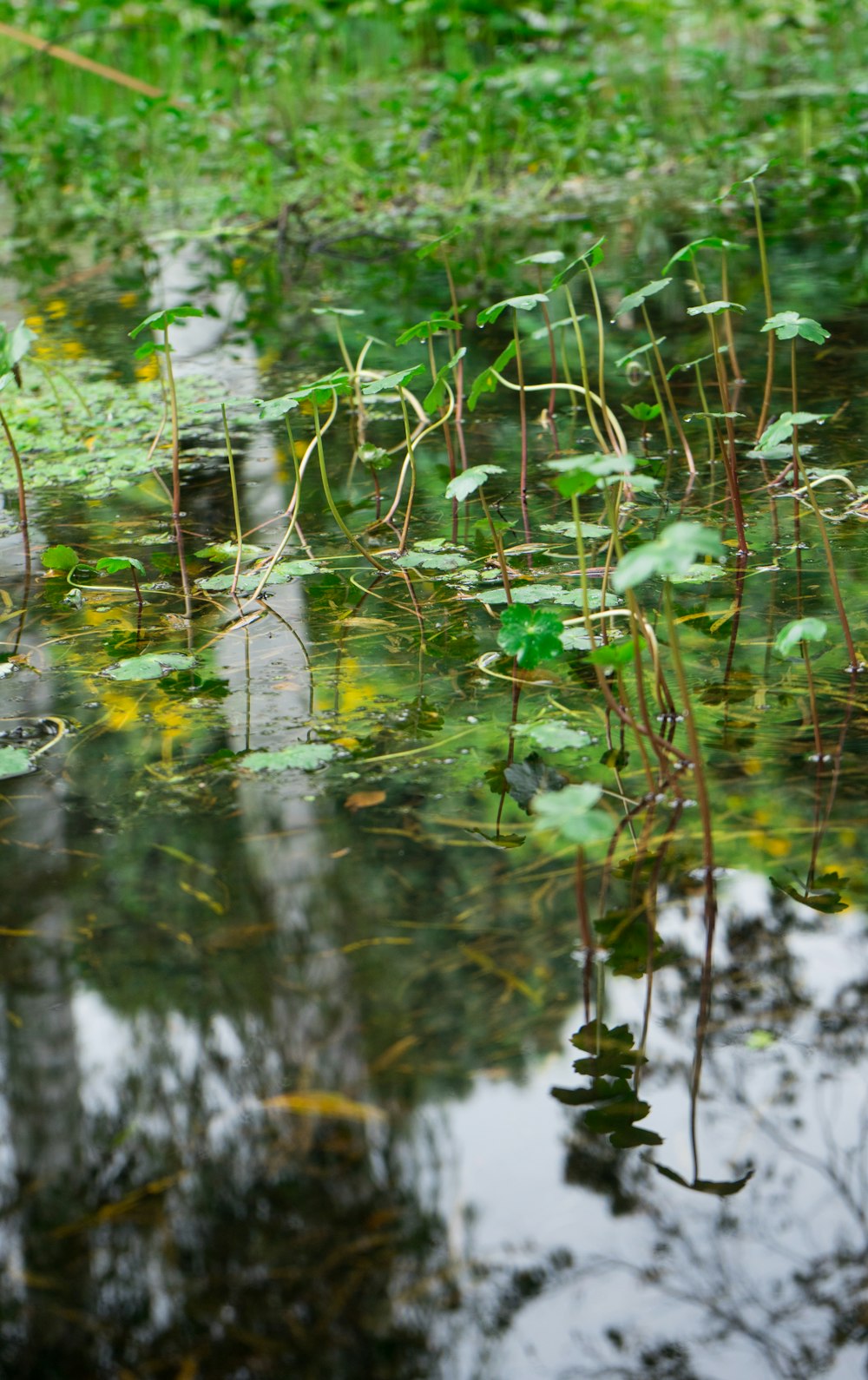 green-leafed plant on body of water