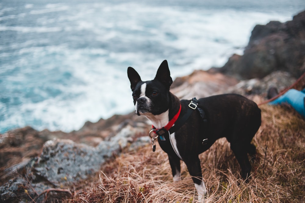 Boston terrier adulto perto do oceano