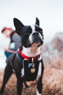 A Boston Terrier stands in the foreground, wearing a red collar with a tag. The background is blurred, featuring a human figure and some grassy terrain. The dog's expression appears curious and attentive.