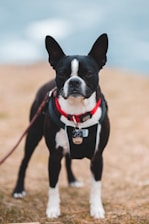 A black and white dog with a distinctive white stripe on its face stands outdoors on a patch of dry grass. It is wearing a black harness with a red lining and has a small name tag attached to its collar. The background appears blurred, suggesting a focus on the dog.