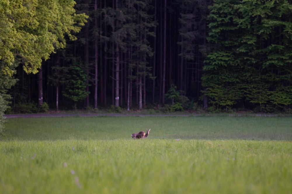 animal in green lawn during daytime