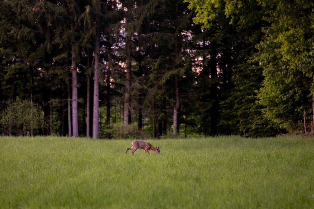 green grass field