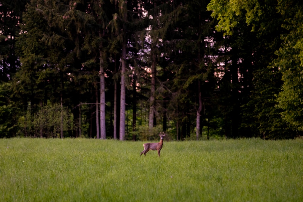 cervo bruno circondato da erba verde
