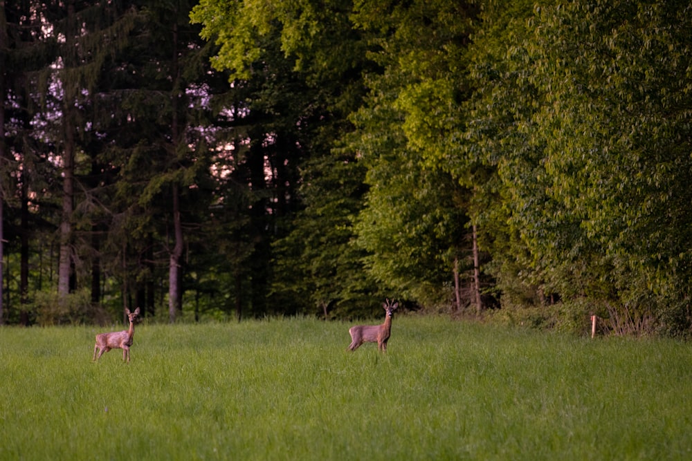 two brown deer on grass field