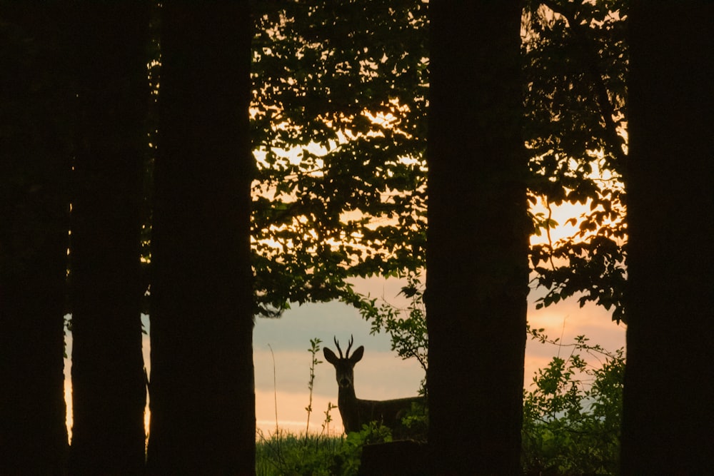 silhouette photography of trees and deer