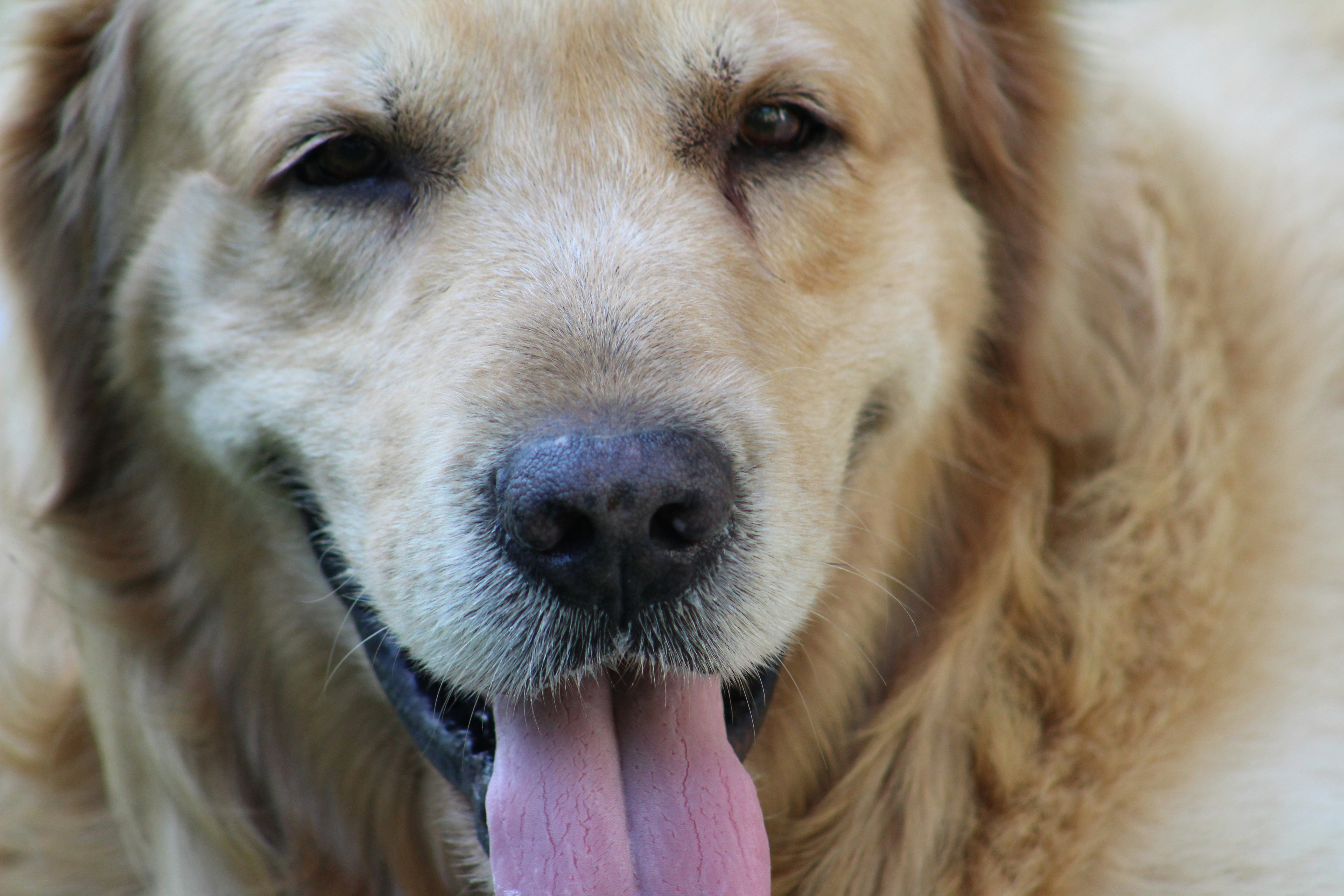 Calming Chews for Dogs