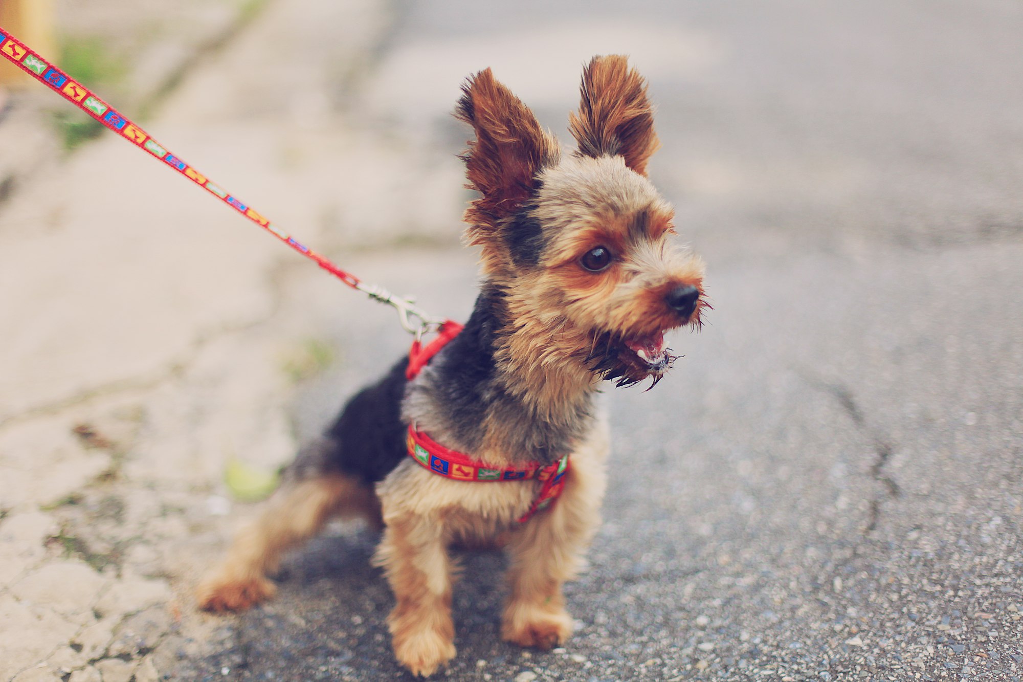 Stop Dog Barking Device