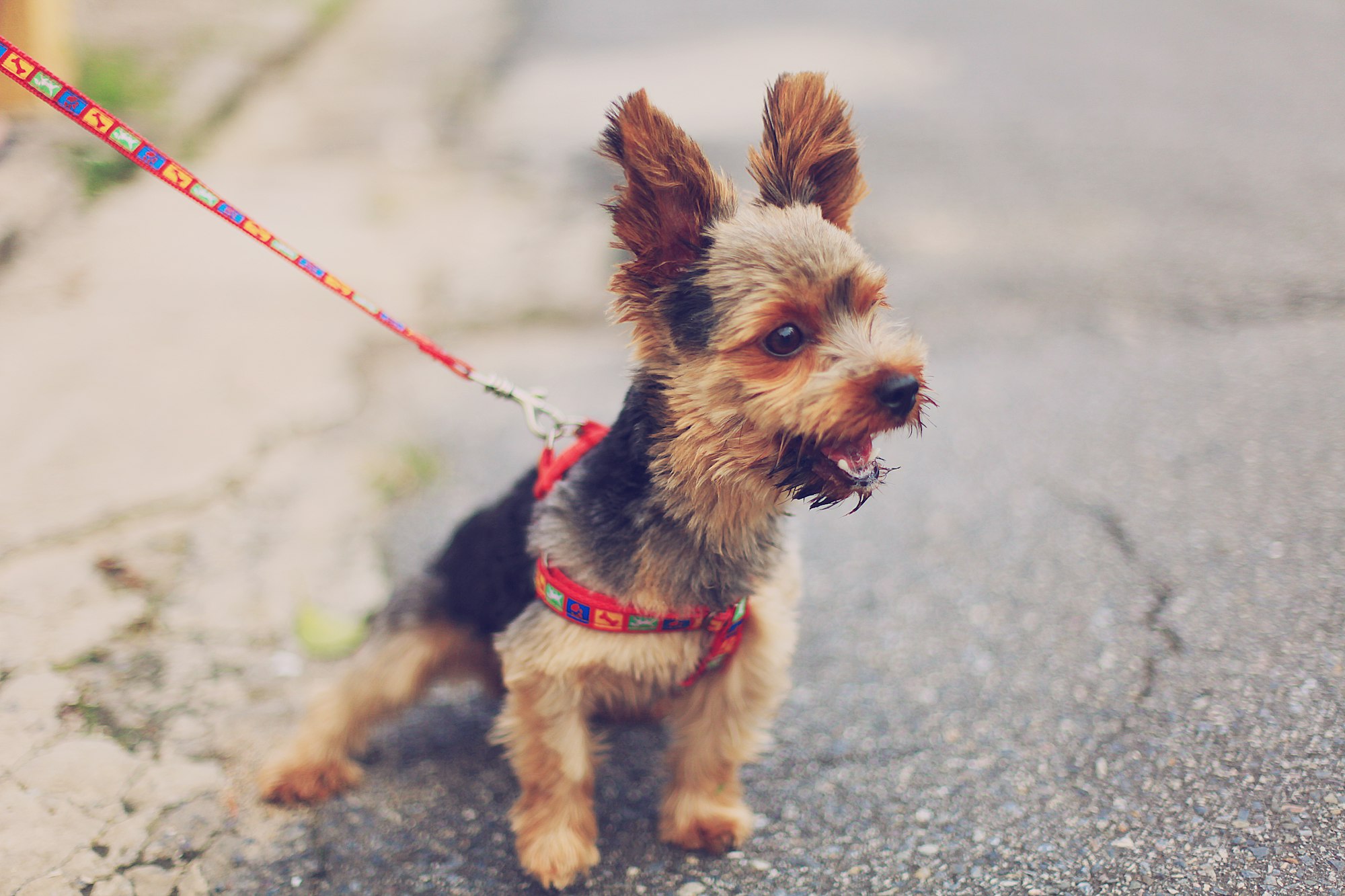 Understanding canine reactivity + new course waitlist open! 🚀