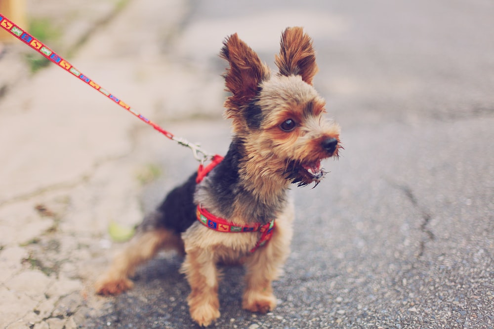 selective focus photography of brown and black yorkshire terrier puppy