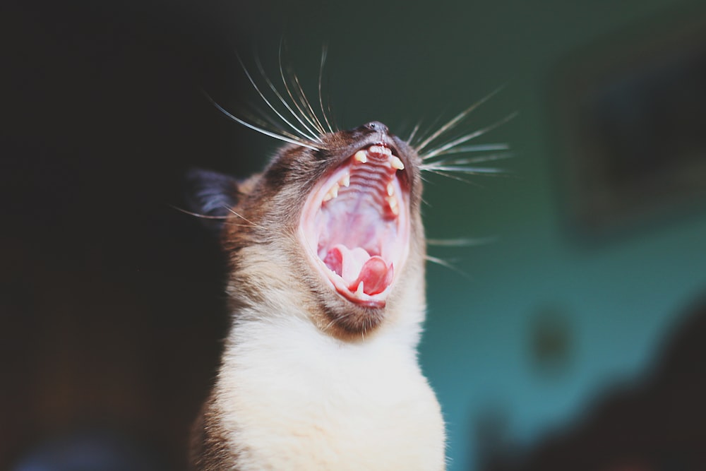 brown and gray yawning animal