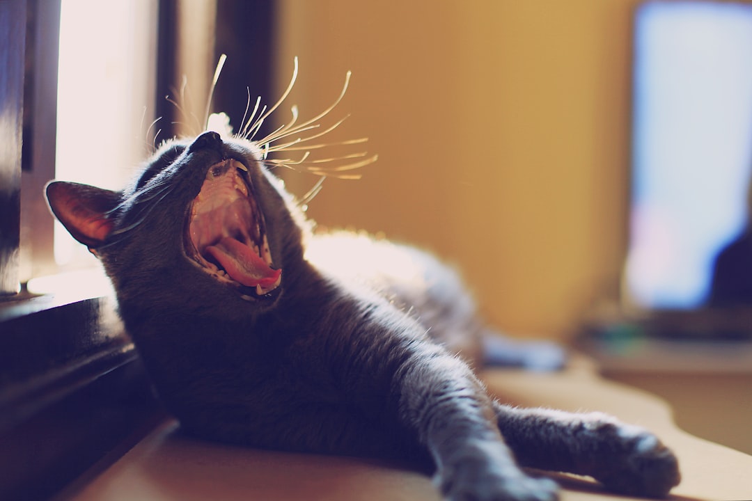 gray cat yawning