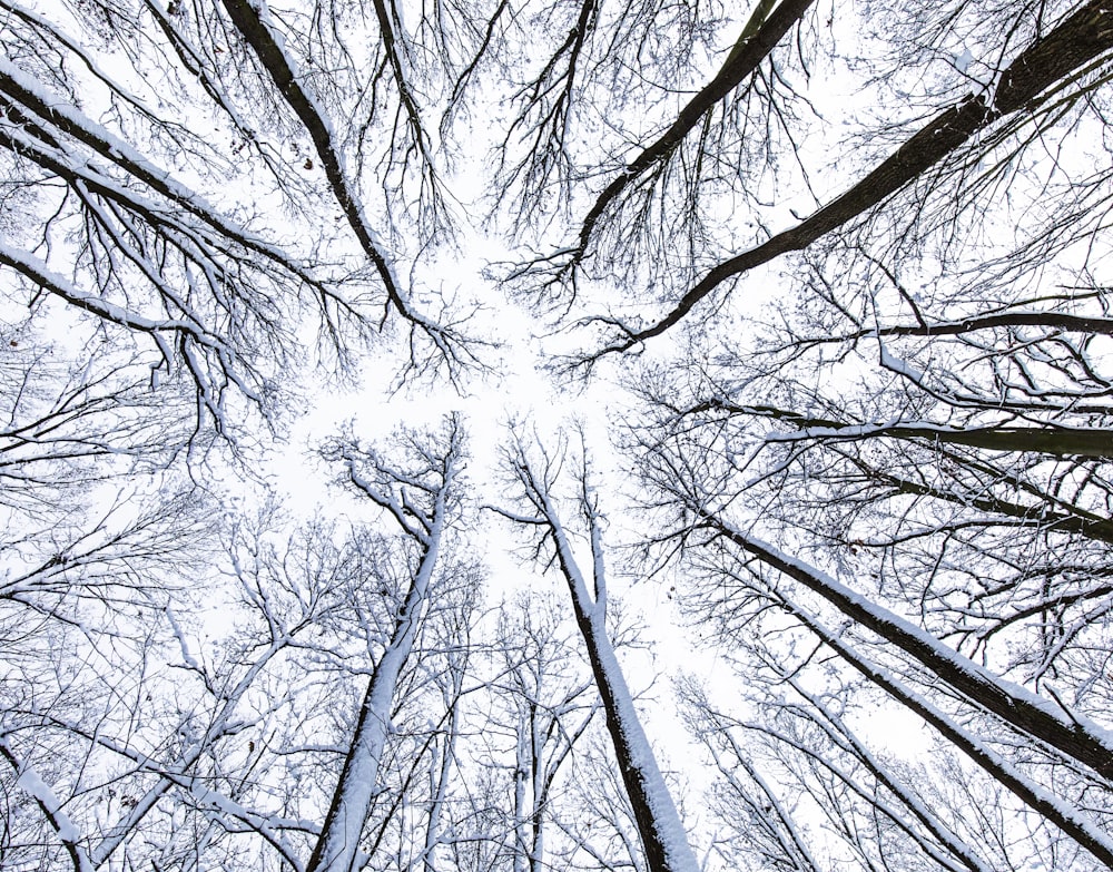 low angle photo of tall bare trees during daytime