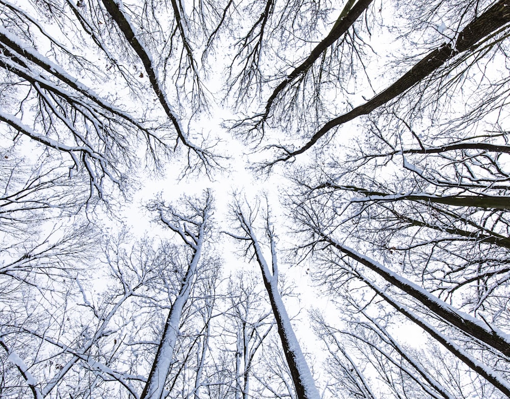 Foto de ángulo bajo de árboles altos desnudos durante el día