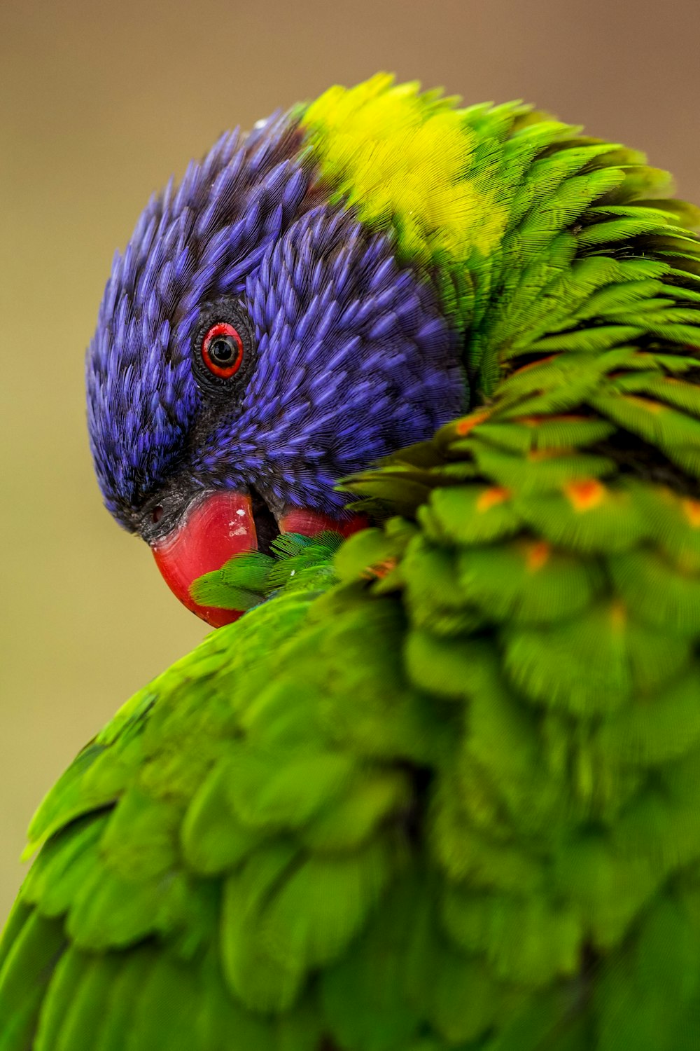purple and green bird