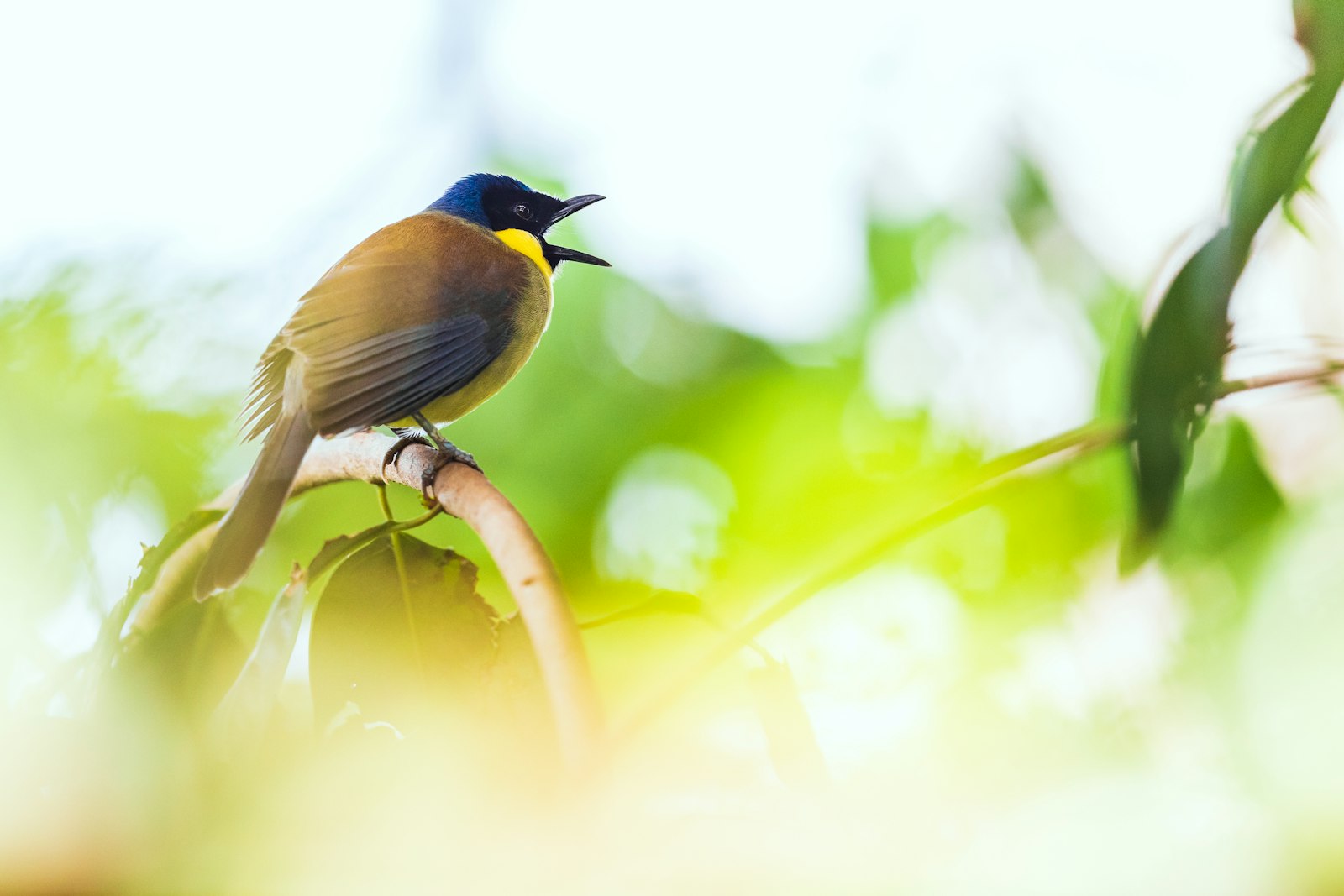 Canon EOS 5D Mark IV + Canon EF 300mm F2.8L IS II USM sample photo. Green bird photography