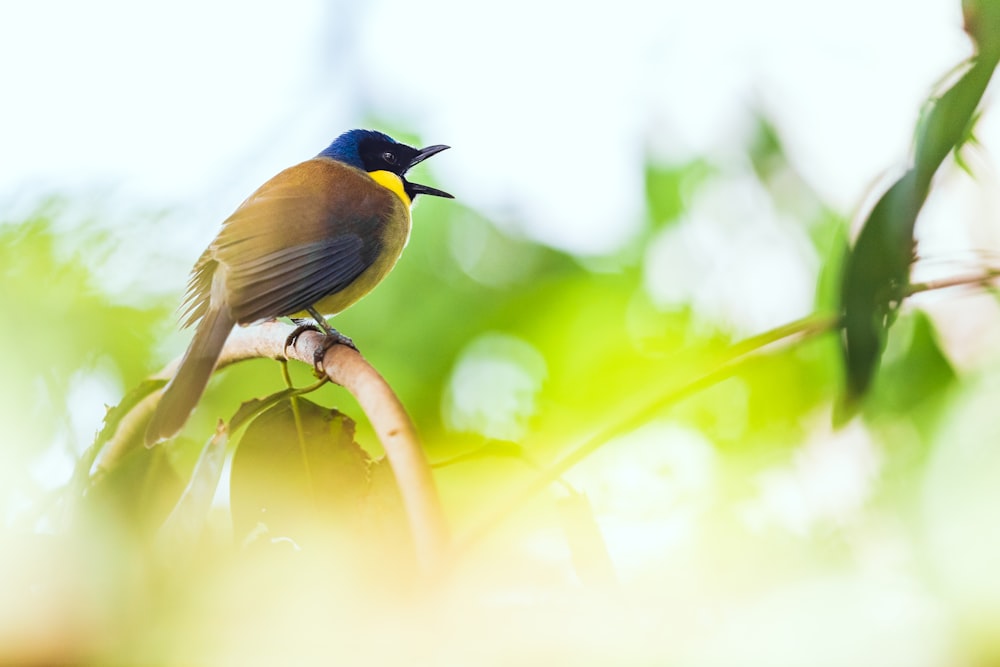 green bird