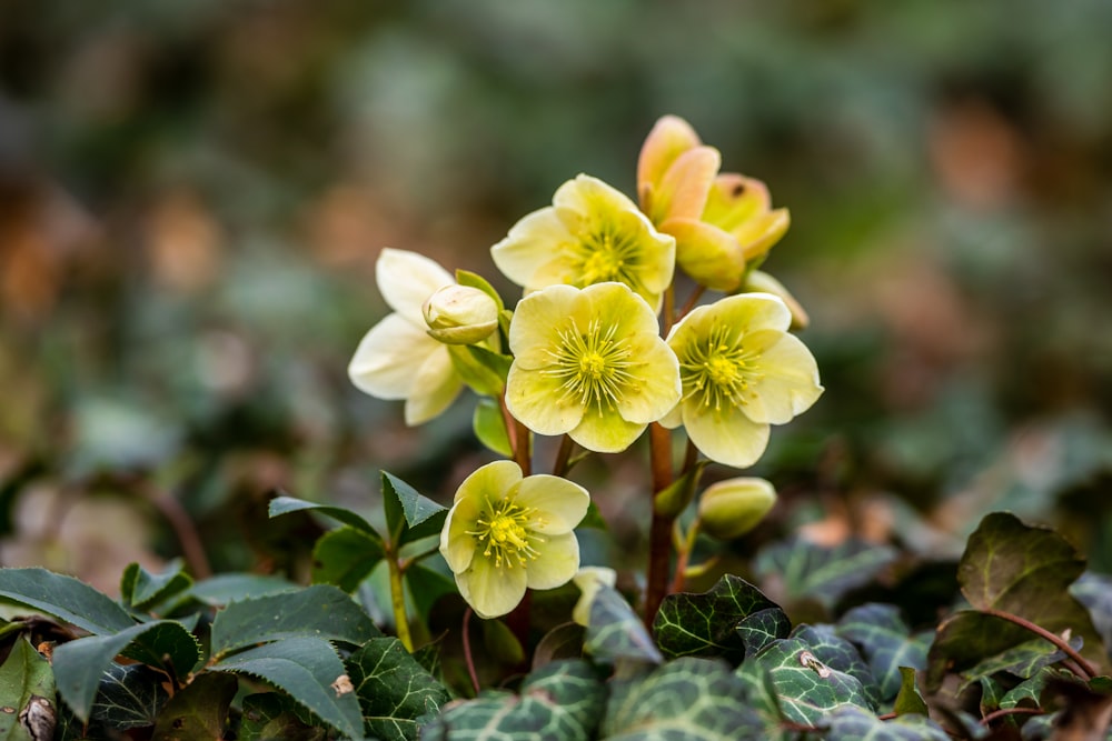 yellow-petaled flowers with green leaves