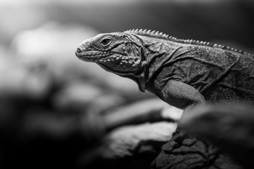 grascale photography of iguana