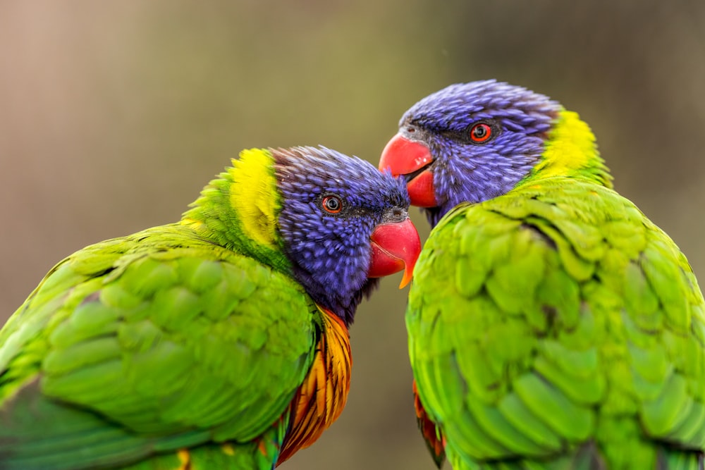 two green parrots