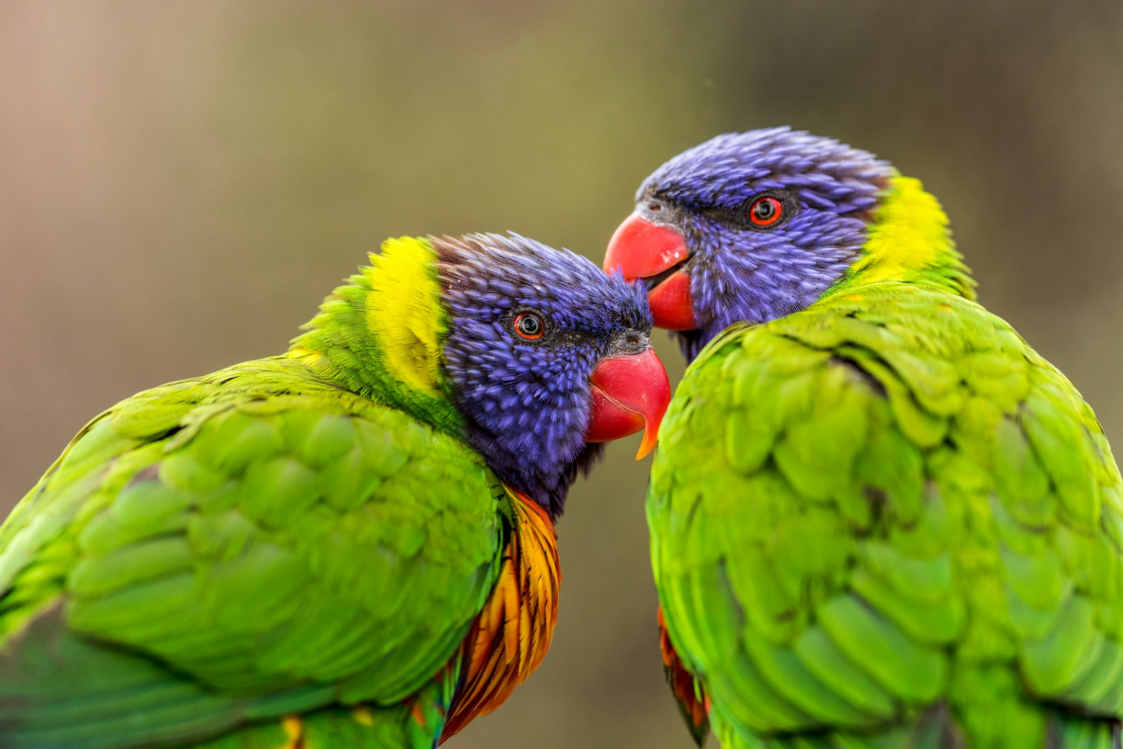 Canon EOS 5D Mark IV + Canon EF 300mm F2.8L IS II USM sample photo. Two green parrots photography