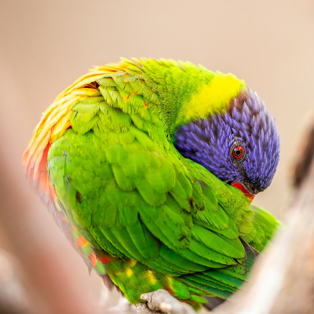 Grüner, gelber und blauer Vogel in Nahaufnahme