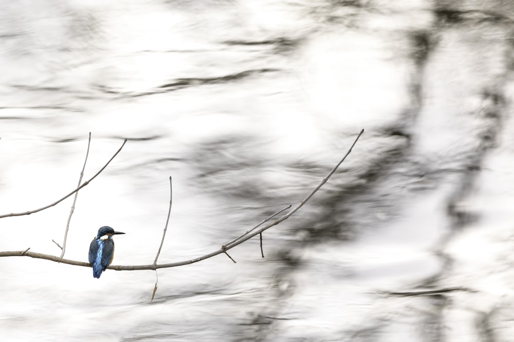 shallow focus photo of blue bird on tree branch