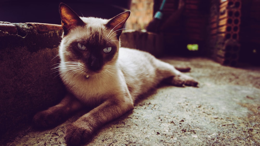 Siamese cat lying on ground