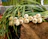Close-up of vibrant garlic bulbs with green stems on a rustic wooden table.