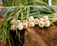 Close-up of vibrant garlic bulbs with green stems on a rustic wooden table.