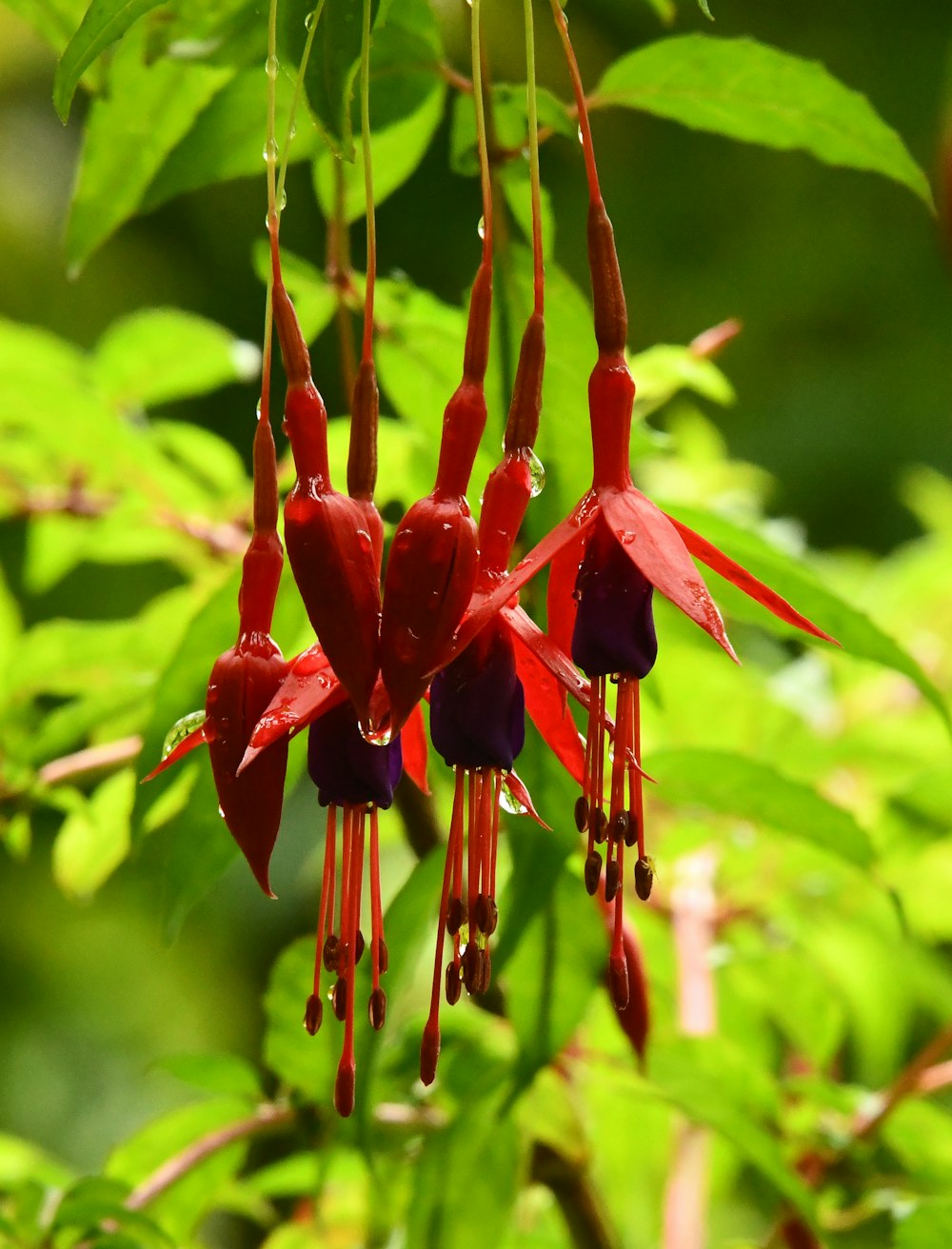 fleur à pétales rouges