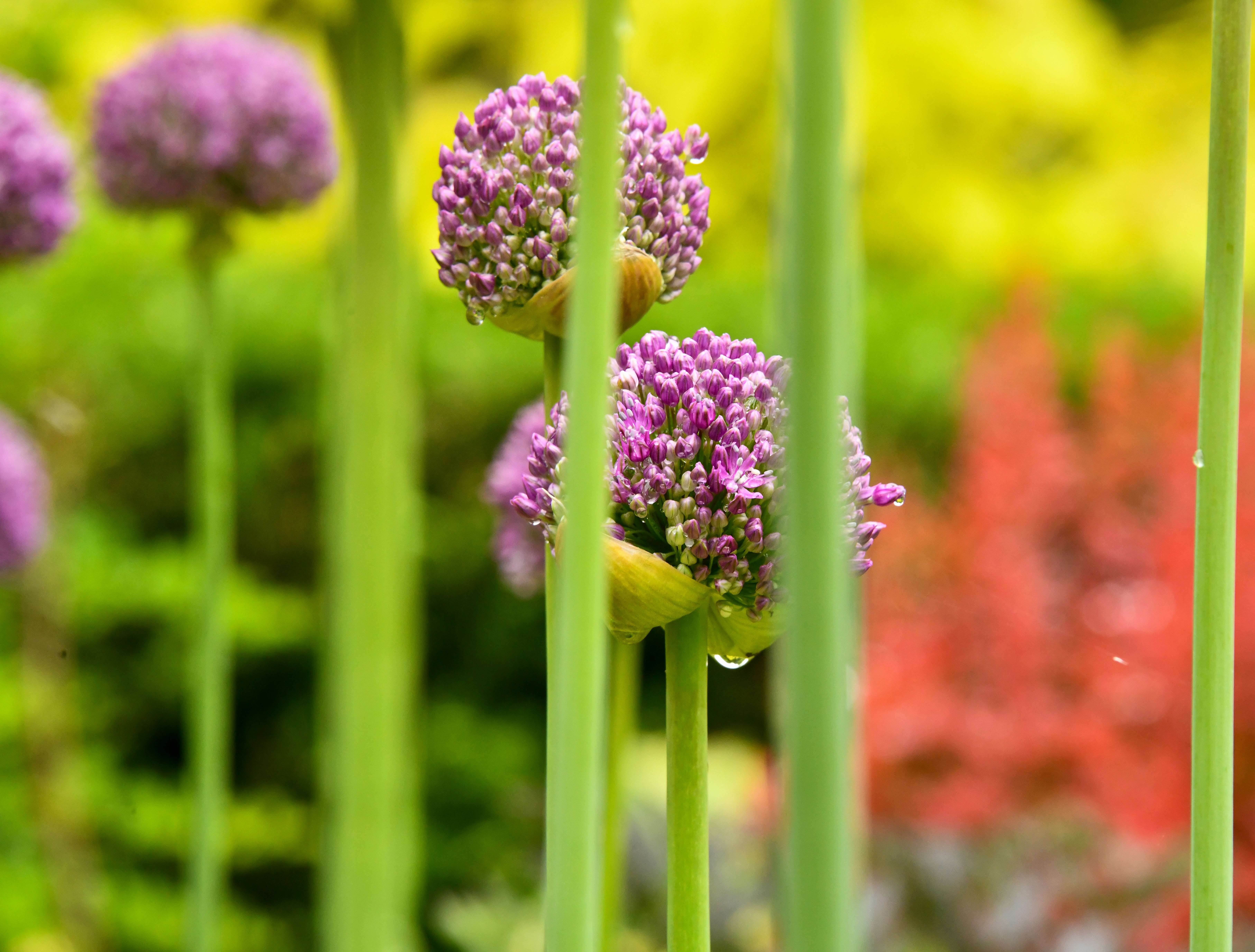 Photo by shelleypauls