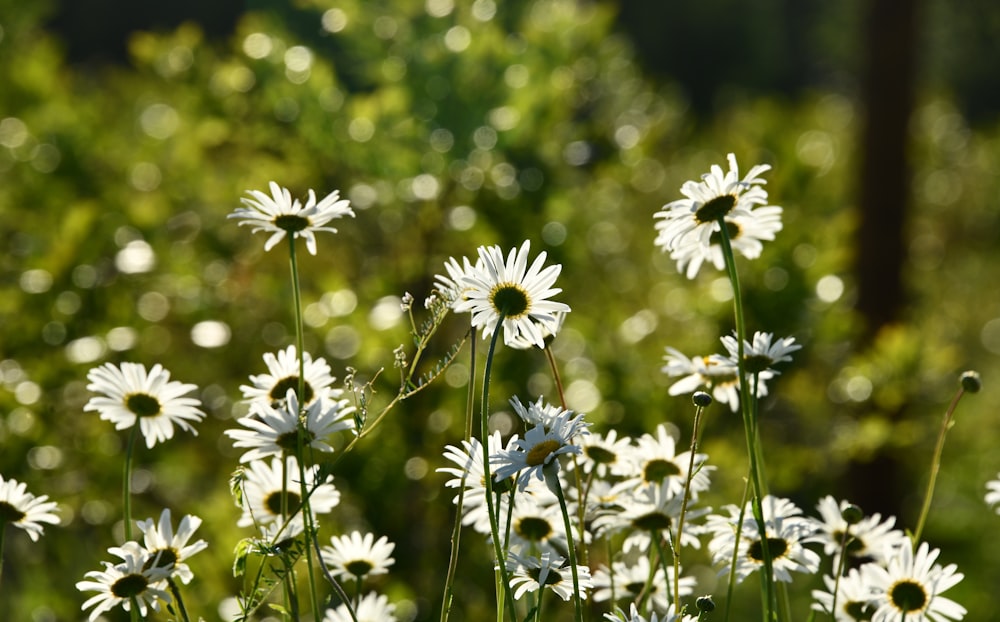 white flowers in bloom