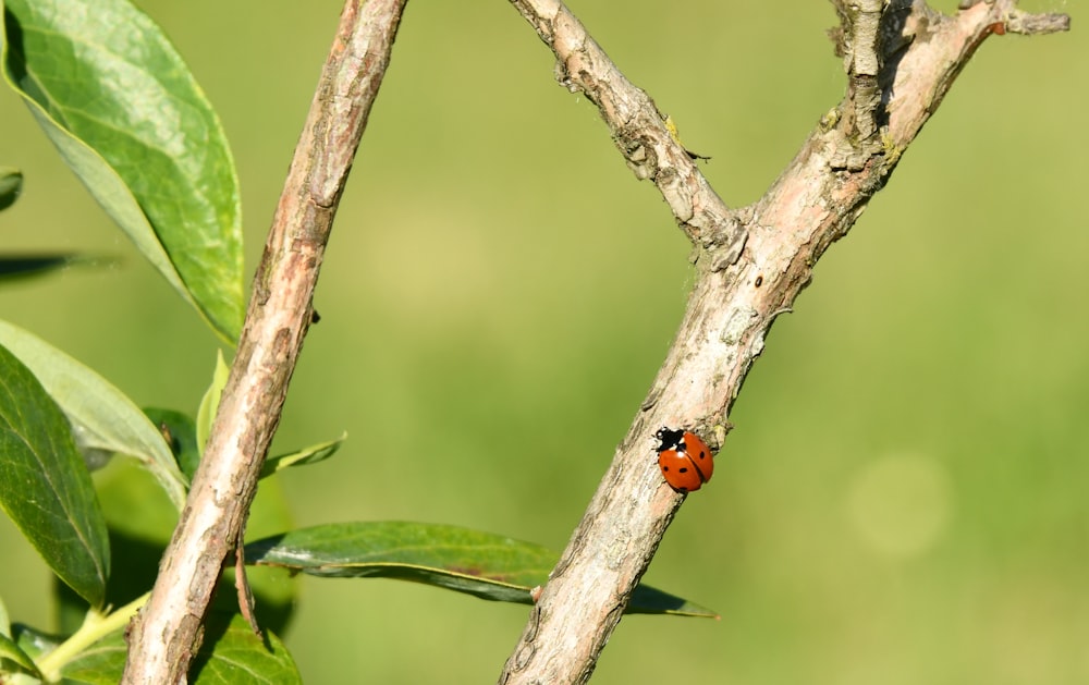 ladybug perched on tree