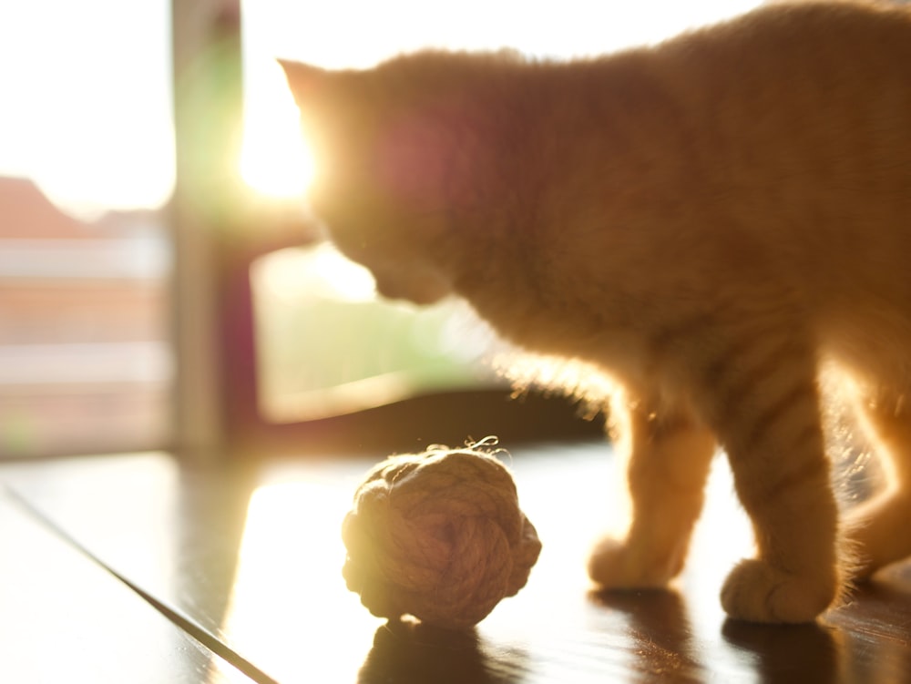 orange tabby cat with rope ball during daytime