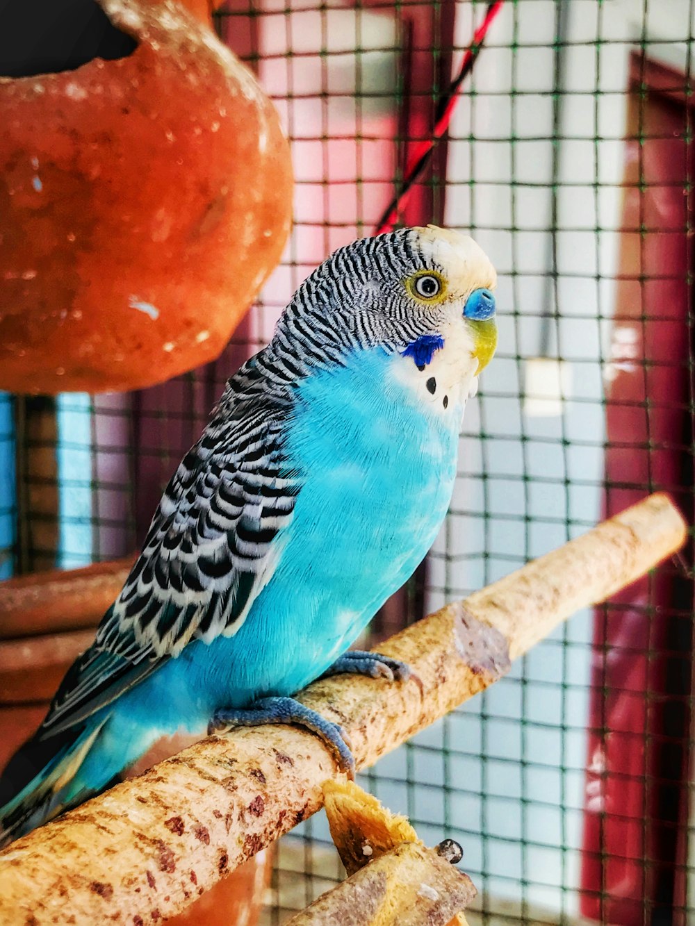 pájaro azul y negro