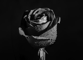 grayscale photo of rose flower