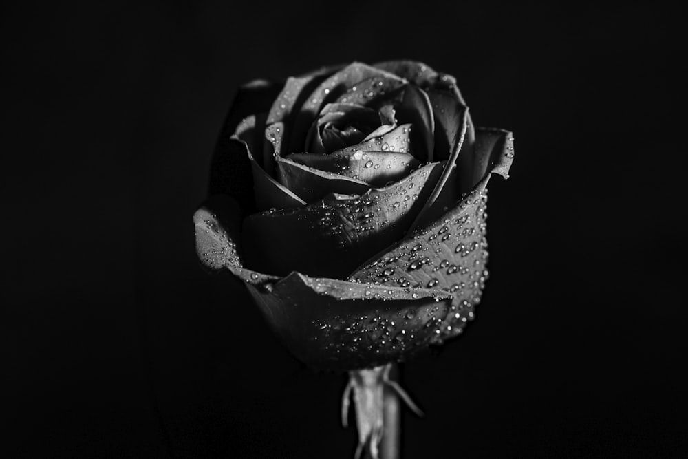 grayscale photo of rose flower