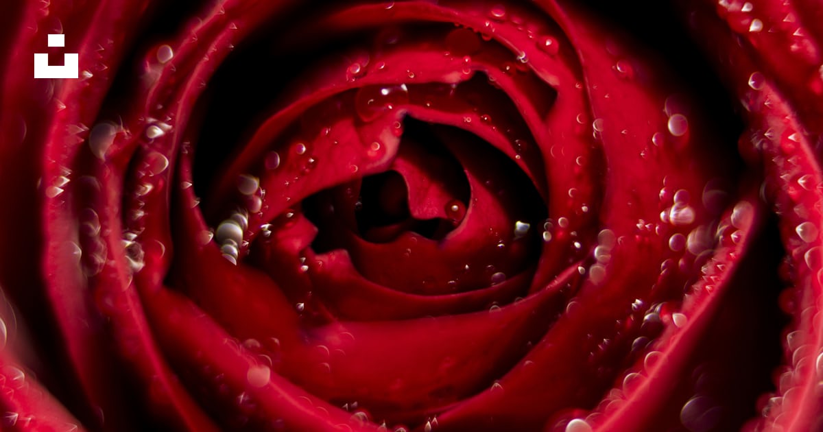 Rose rouge photo – Photo Rouge Gratuite sur Unsplash