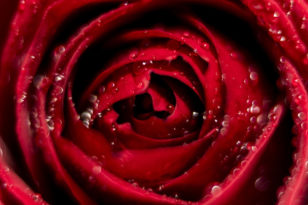 red rose