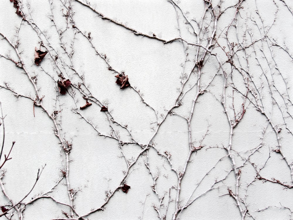 흰 벽에 회색과 갈색 나뭇 가지