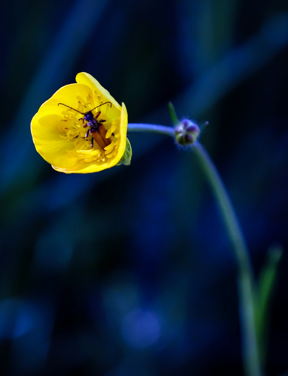 yellow petaled flower