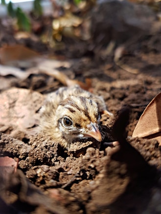 A small brown bird partially camouflaged by the surrounding dirt and dry leaves. Its eye is prominently visible and focused, with the beak slightly open. The setting is earthy and natural, providing a close-up view of the bird in its habitat.
