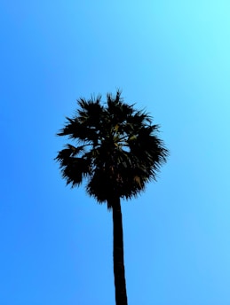 A skilled arborist trimming a lush palm tree under a bright blue sky.