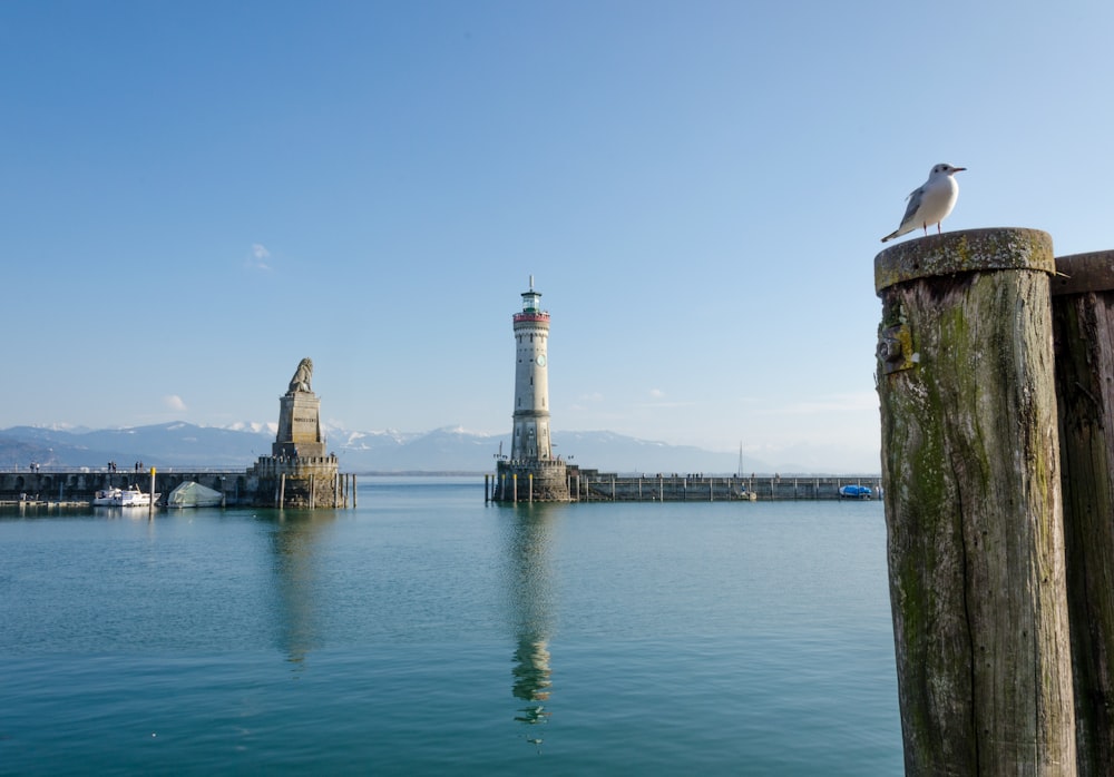 white and brown lighthouse photo