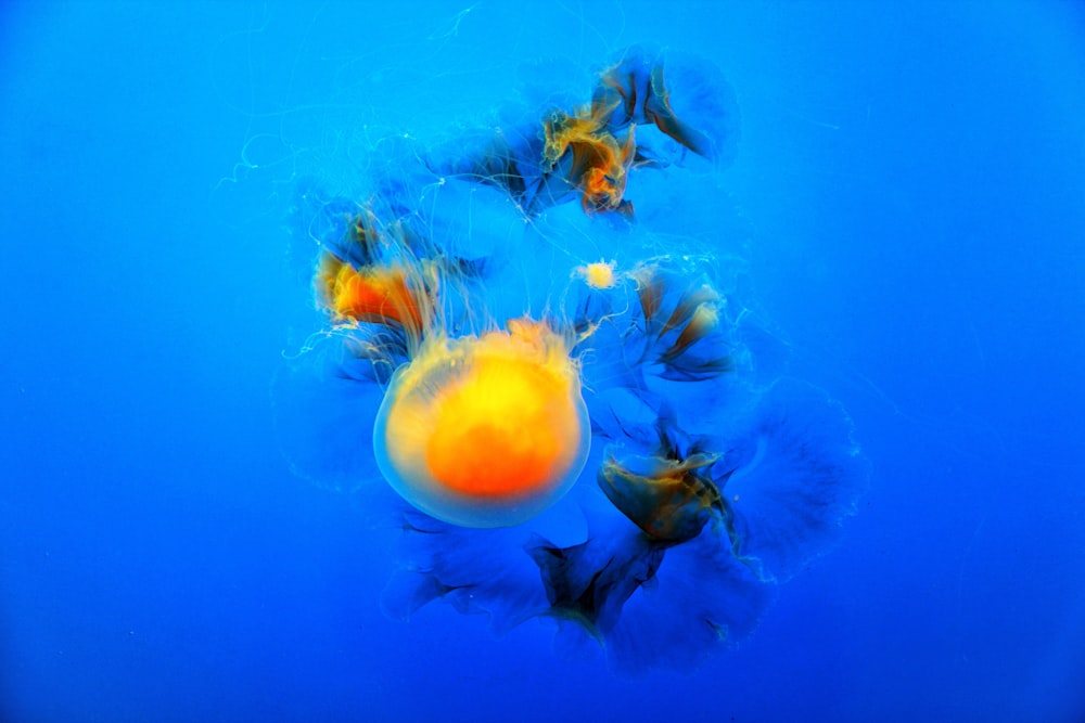 yellow and blue jelly fish